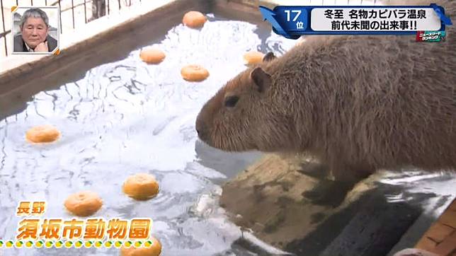動物園 柚子湯 傳統水豚不願意下水泡澡萌翻網友 日本集合 Line Today