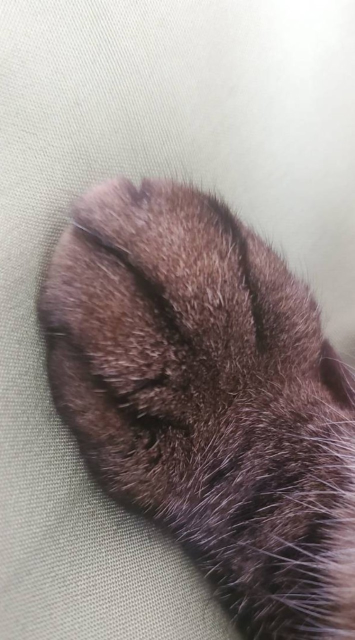 ぬこねこ星 OpenChat