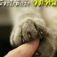 🐈🐩💖ไดโนเสาร์กับเรื่องราวดีๆ#2💓