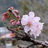 115-02-14武界雲海民宿