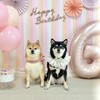 豆柴あさのん🐻🦊【発言禁止🚫】