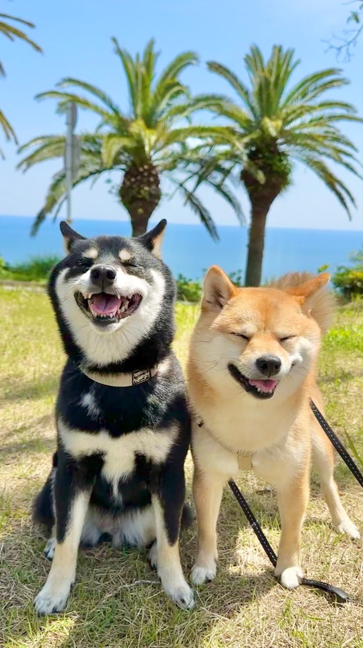 豆柴あさのん🐻🦊【発言禁止🚫】