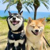 豆柴あさのん🐻🦊【発言禁止🚫】