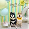 豆柴あさのん🐻🦊【発言禁止🚫】