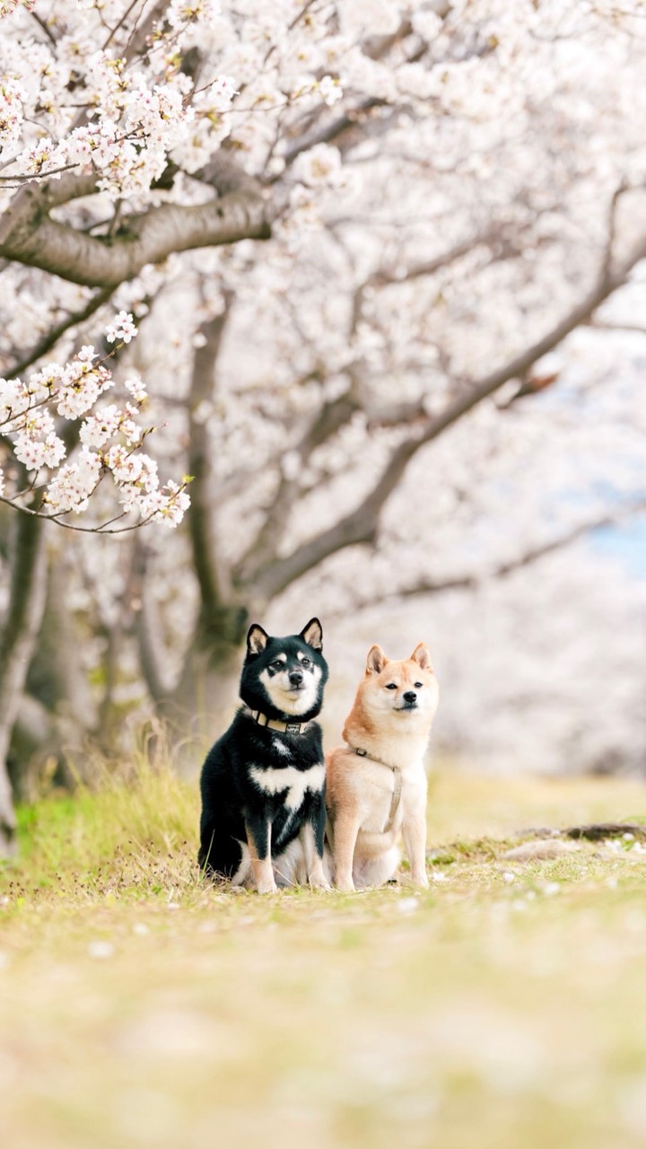 豆柴あさのん🐻🦊【発言禁止🚫】