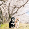 豆柴あさのん🐻🦊【発言禁止🚫】