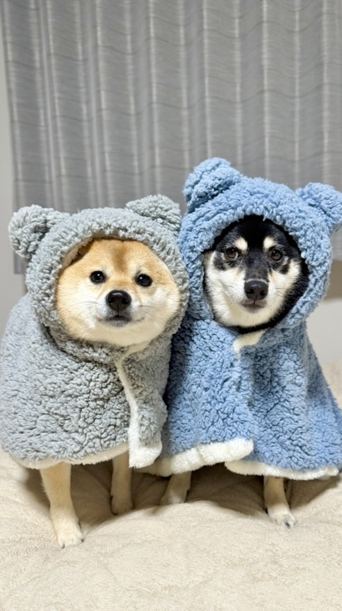 豆柴あさのん🐻🦊【発言禁止🚫】