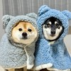 豆柴あさのん🐻🦊【発言禁止🚫】