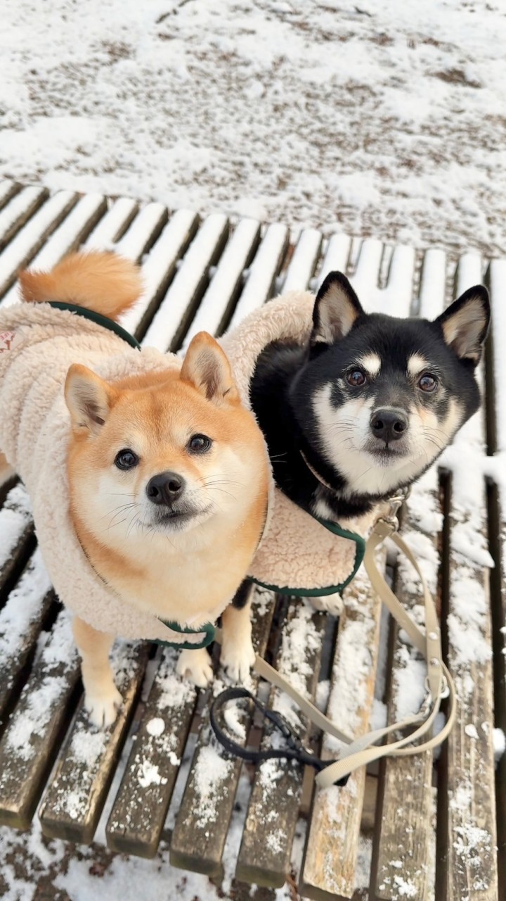 豆柴あさのん🐻🦊【発言禁止🚫】