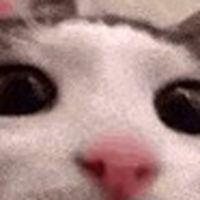 咕咕嘎嘎