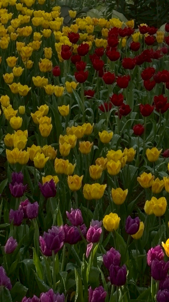 รับหิ้วดอกไม้ ปากคลองตลาด💐