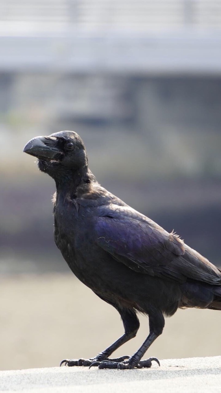 OpenChat 鳥好きの集い🦜