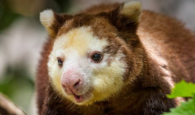 Flora endemik yang dapat ditemui di daerah papua adalah