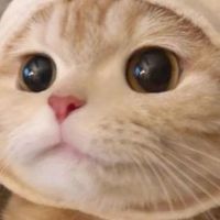 にゃんこちゃん部屋の雑談や憩いの場