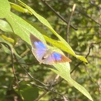 岐阜大学　生物科学研究会　2025年度