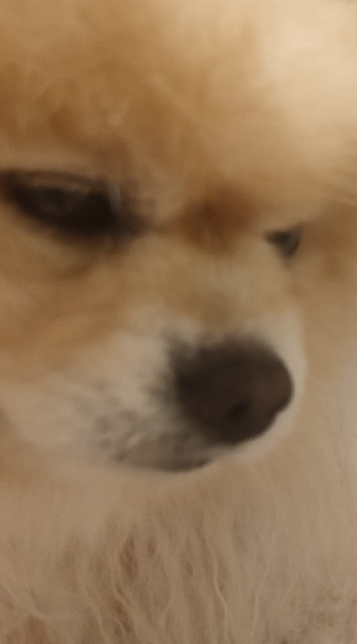 在逃組
