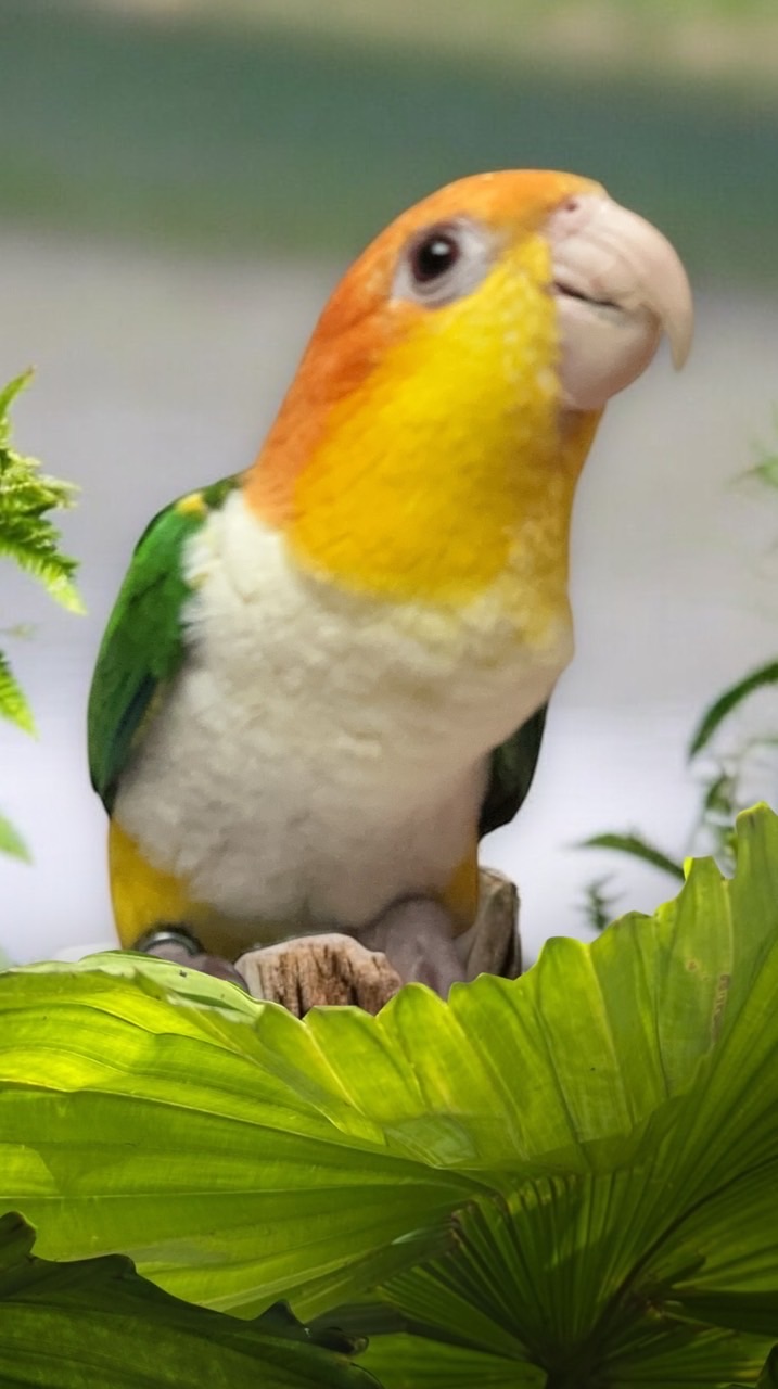 養鳥趣