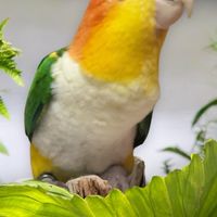 養鳥趣
