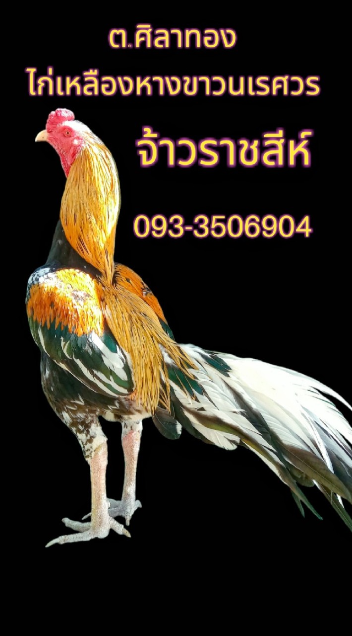 ซื้อ-ขาย ไก่เหลืองหางขาวนเรศวร