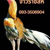 ซื้อ-ขาย ไก่เหลืองหางขาวนเรศวร