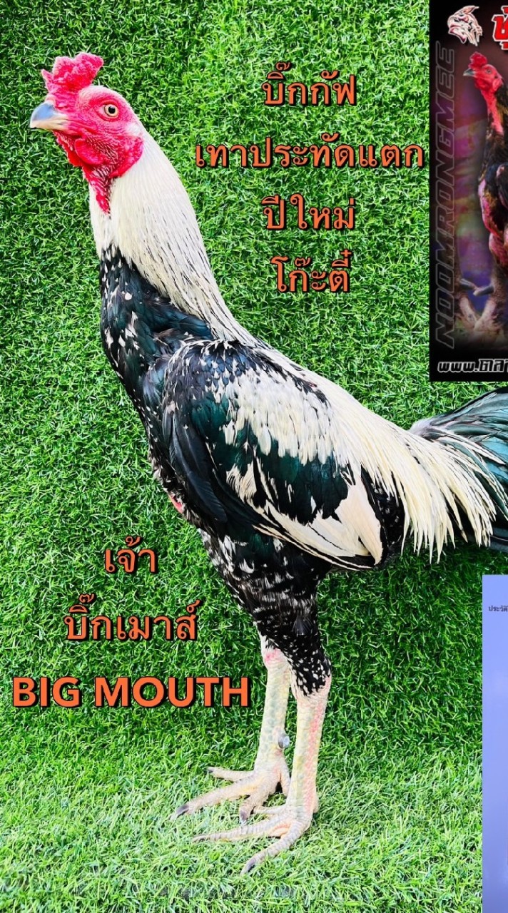 ตี๋เล็ก มีหิรัญชัย2💰💰🐓😍❤️