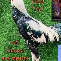 ตี๋เล็ก มีหิรัญชัย2💰💰🐓😍❤️