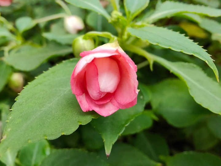 OPPO Find X3 Pro 開箱評測，從超廣角到顯微鏡拍照超給力、售價 32,990 元