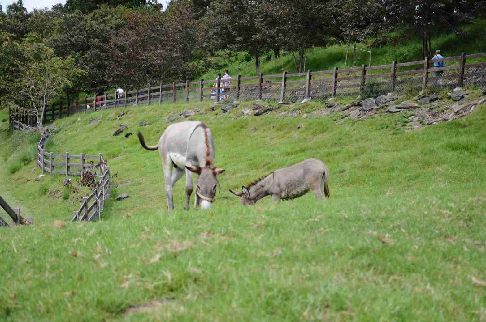 清境一日遊 清境一日遊｜【南投仁愛】清境農場路線、景點、美食全攻略｜親子出遊、情侶約會 5 2022