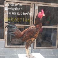 บ้านคนรักไก่..ซุ้ม อ.ลูกเพชร