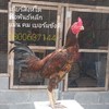 บ้านคนรักไก่..ซุ้ม อ.ลูกเพชร