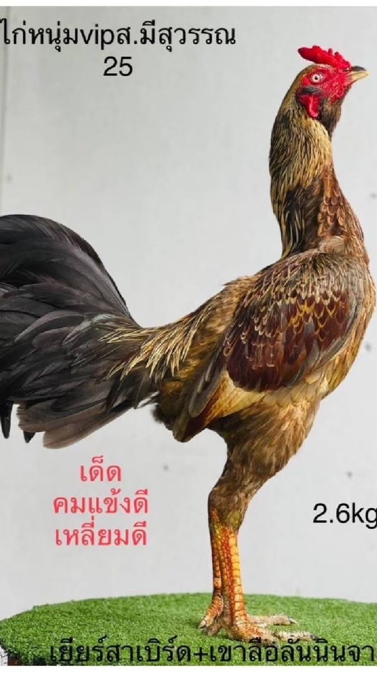 ส.แข้งทอง