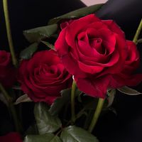 FuFuflower新竹/竹北鮮花🌷花禮·零售花材