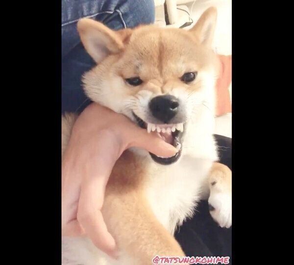 突然 お怒りモード になる柴犬が不思議可愛い