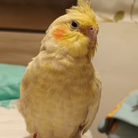 玄鳳群