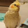 玄鳳群
