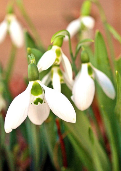 春を彩る 球根の植え方 育て方 飾り方