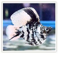 Monster Mollyfish