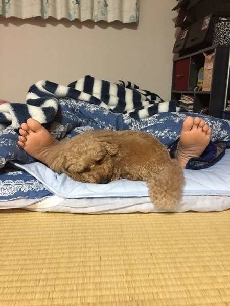 犬が飼い主さんの足元で寝る深 いワケ 画像集付きで解説 いぬのきもちnews