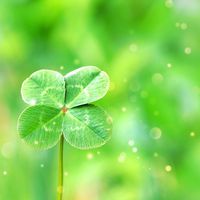 s380🍀clover たまに☘️