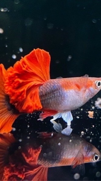 觀賞孔雀魚❤️交流❤️公益❤️guppy