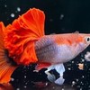 觀賞孔雀魚❤️交流❤️公益❤️guppy