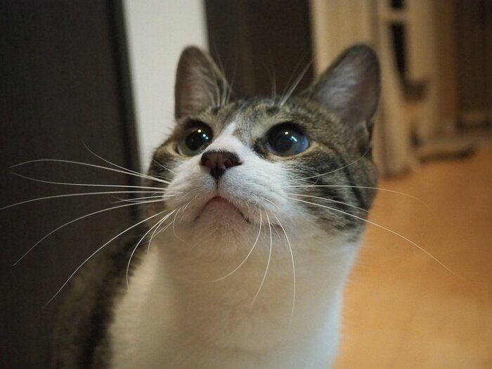 愛猫の 抜けたヒゲ どうしてる ねこのきもちnews