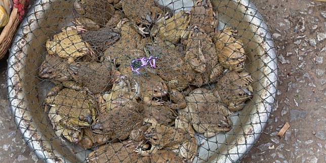 Virus Corona Diduga Dari Kelelawar Di Pasar Mengapa Orang China