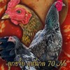 กิตติกวินฟาร์ม ไก่ชน