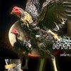 กิตติกวินฟาร์ม ไก่ชน