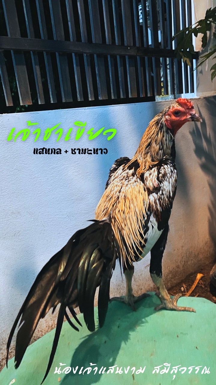 กิตติกวินฟาร์ม ไก่ชน