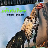 กิตติกวินฟาร์ม ไก่ชน