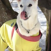 ちーぼーショップのオプチャ/ROCK DA DOGZ 犬猫のためのメシ屋