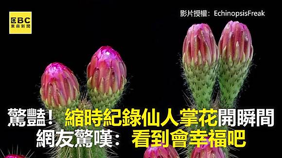 驚豔 縮時紀錄仙人掌花開瞬間網友驚嘆 看到會幸福吧 Ebc 東森新聞 Line Today