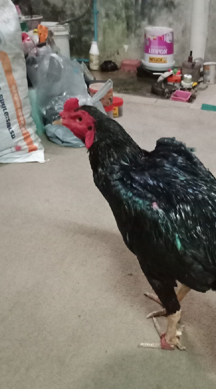 ไก่ชนผ่าเหล่า